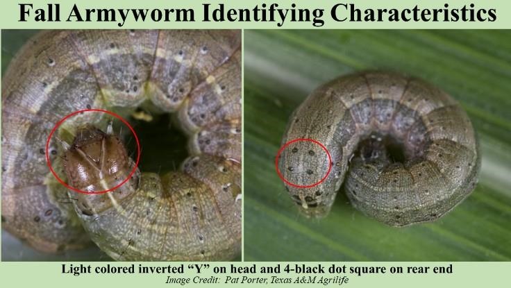 Fall armyworms (FAW), Spodoptera frugiperda are certainly not a new pest in this region, but there are some unique challenges to deal with in 2021.  